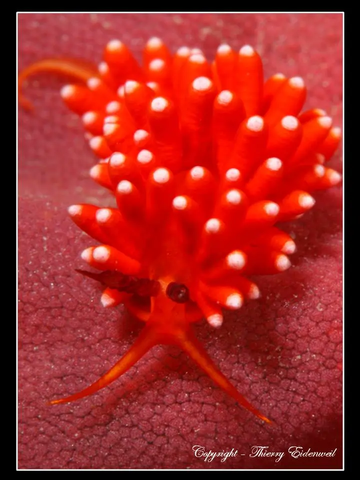 Anilao Macro Dive Media Highlight